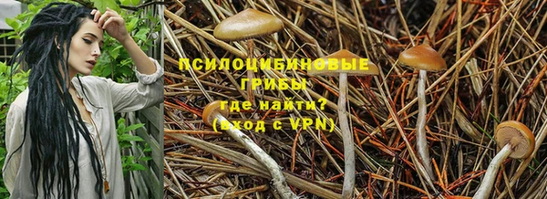 ГАЛЛЮЦИНОГЕННЫЕ ГРИБЫ Каменка
